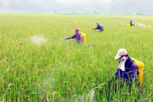 Tìm hiểu ngành Bảo vệ thực vật là gì? học gì? ra trường làm gì?